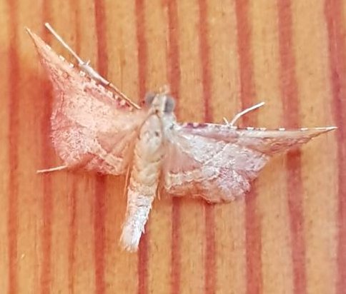 Endotricha flammealis - Pyralidae