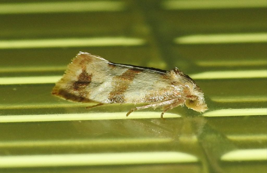 Tortricidae: Phalonidia contractana