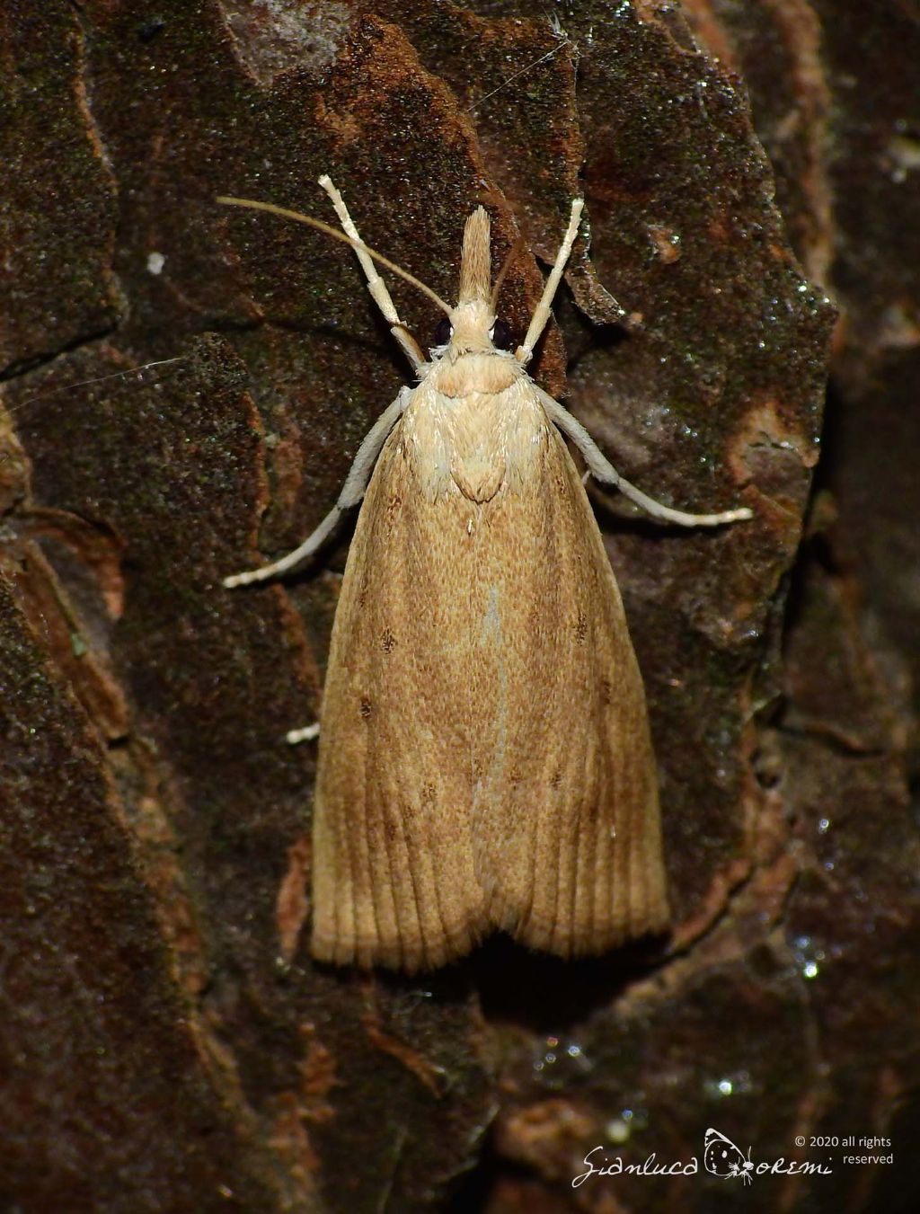 Calamotropha paludella