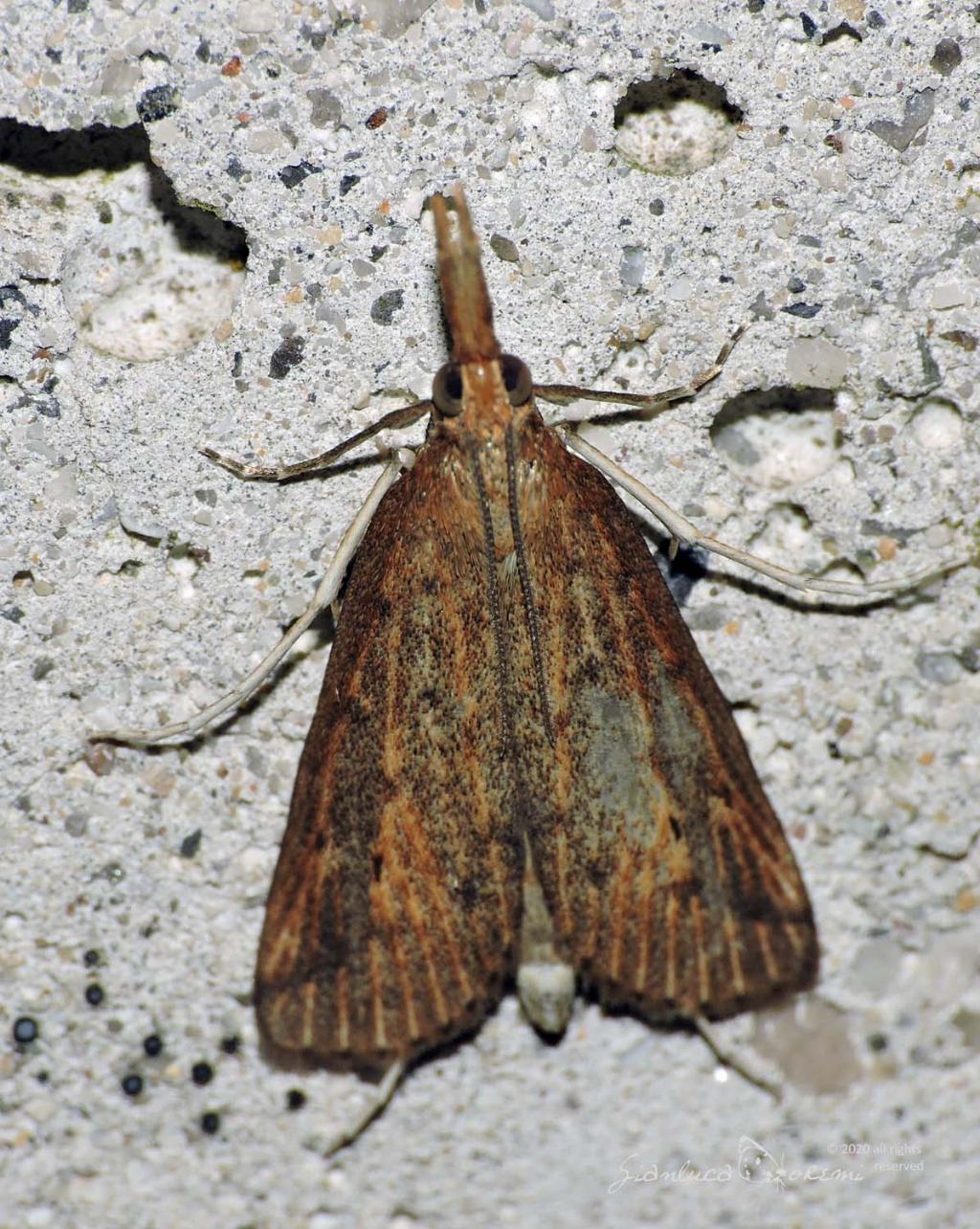 Schoenobius gigantella