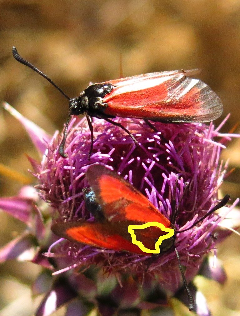 Zygaenidae: Zygaena erythrus