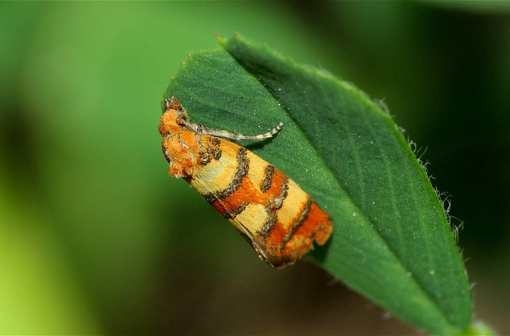 Tortricidae 1 - Aethes tesserana