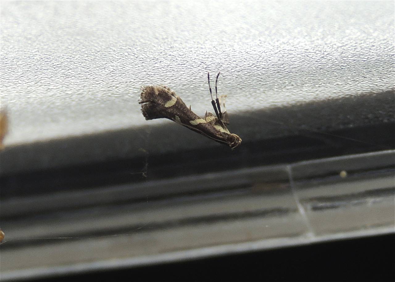 2 Gracillariidae - Calybites phasianipennella