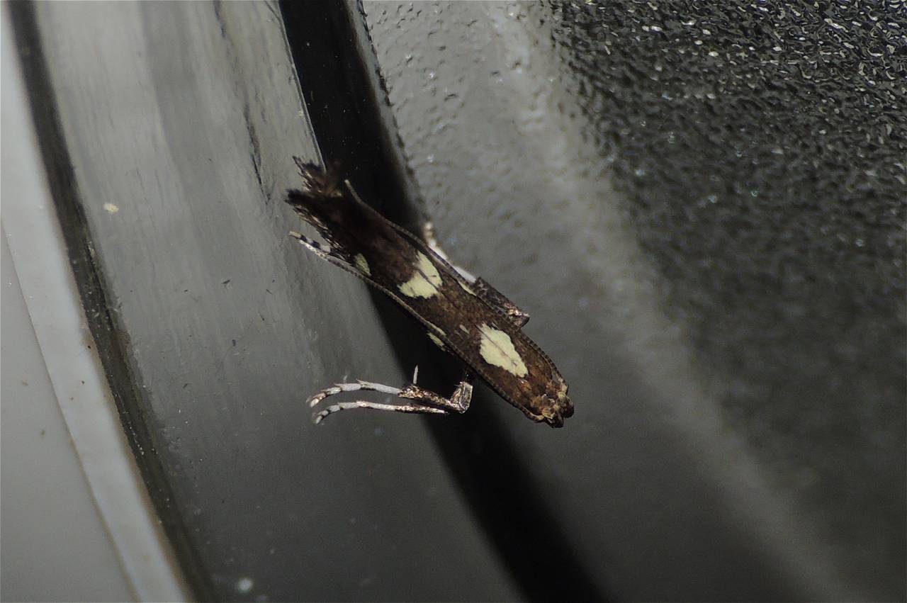 2° Gracillariidae - Calybites phasianipennella