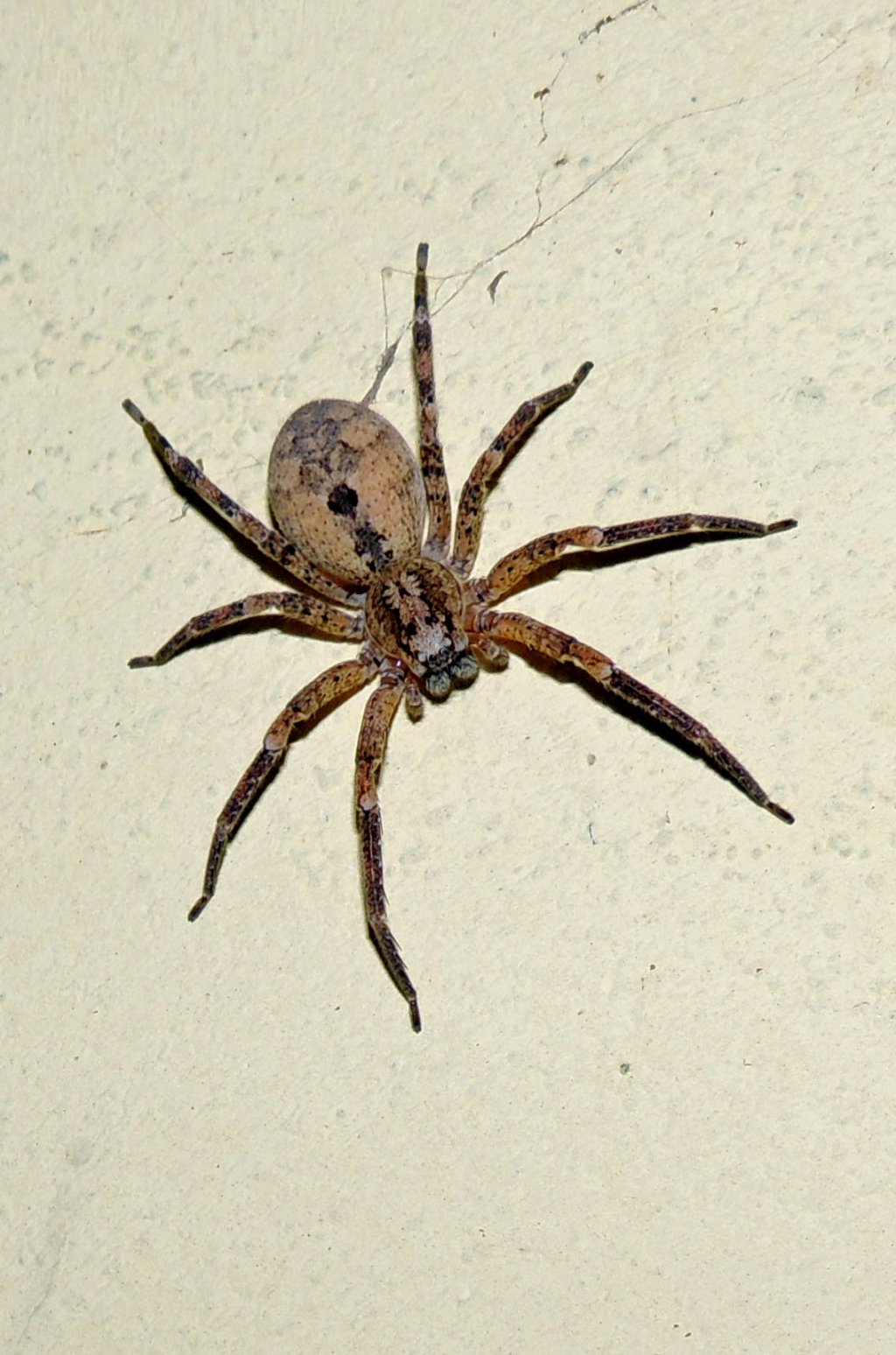 Zoropsis spinimana - Aprilia Marittima (UD)