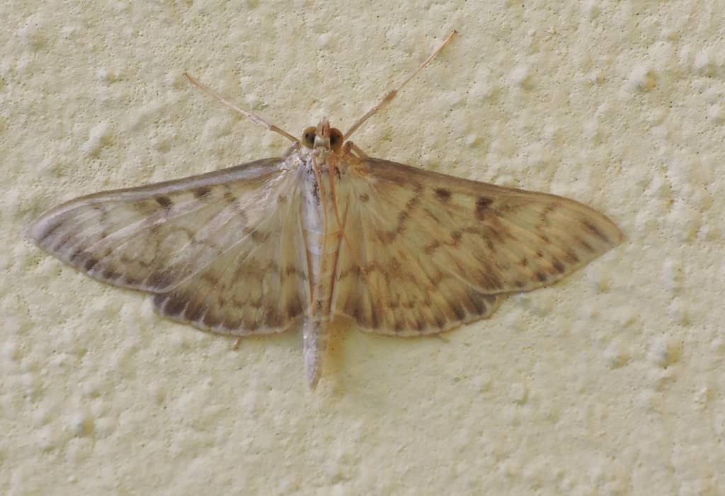 Da confermare ...Pleuroptya ruralis ?