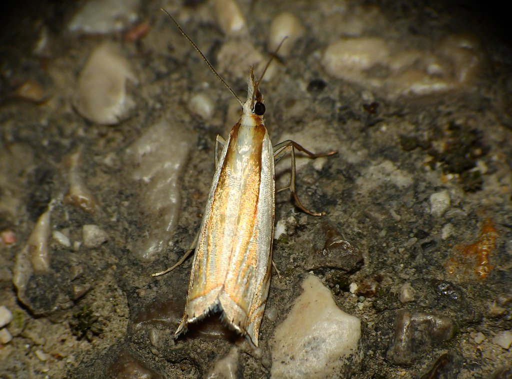 Crambus uliginosellus ??? Crambus sp. - Crambidae