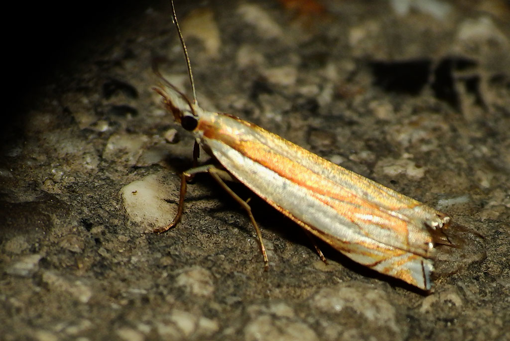 Crambus uliginosellus ??? Crambus sp. - Crambidae