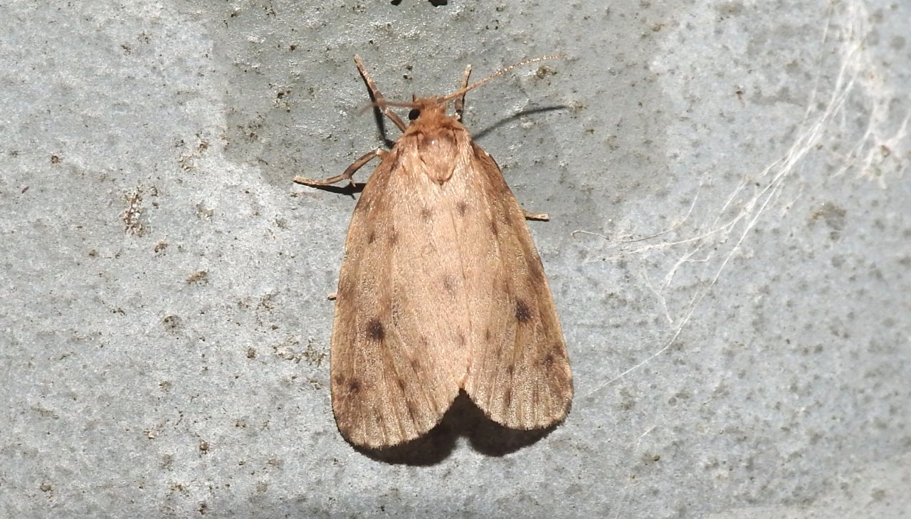 Richiesta ID - Thumata senex
