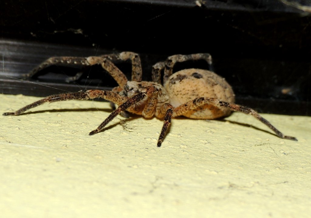 Zoropsis spinimana - Aprilia Marittima (UD)