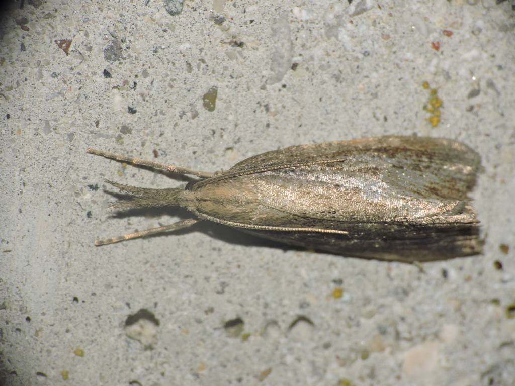 Falena da identificare 7