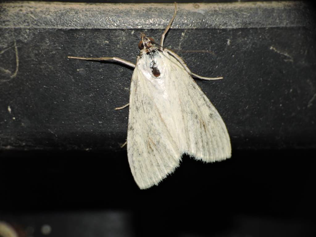 Falena da identificare 8 - Sitochroa palealis