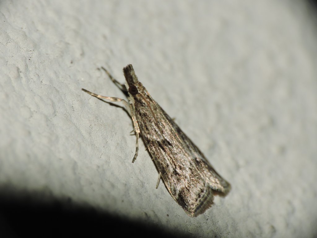 Falena da identificare 13