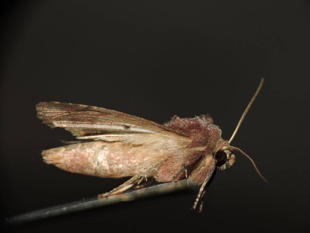 Falena da Id. 3 - Lacanobia oleracea