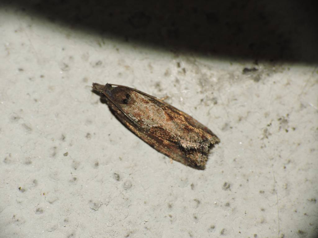 Conferma id Tortricidae - Endothenia ericetana