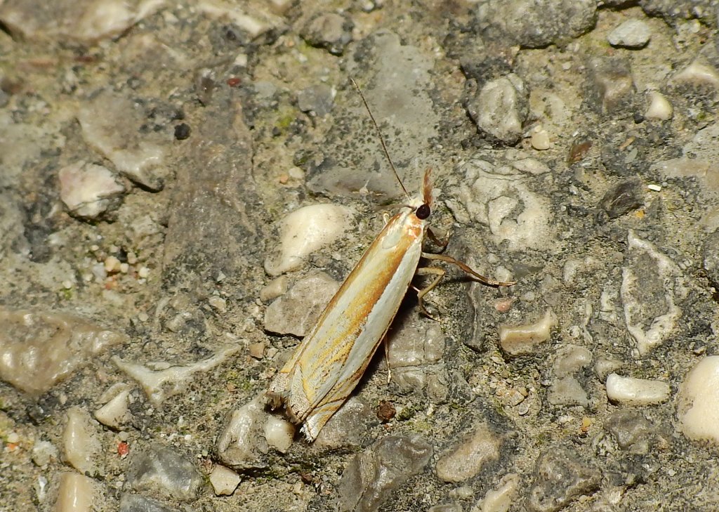 Crambus uliginosellus ??? Crambus sp. - Crambidae
