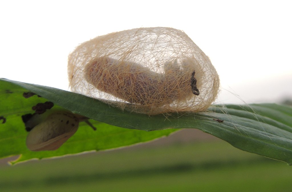 Non so se identificabile
