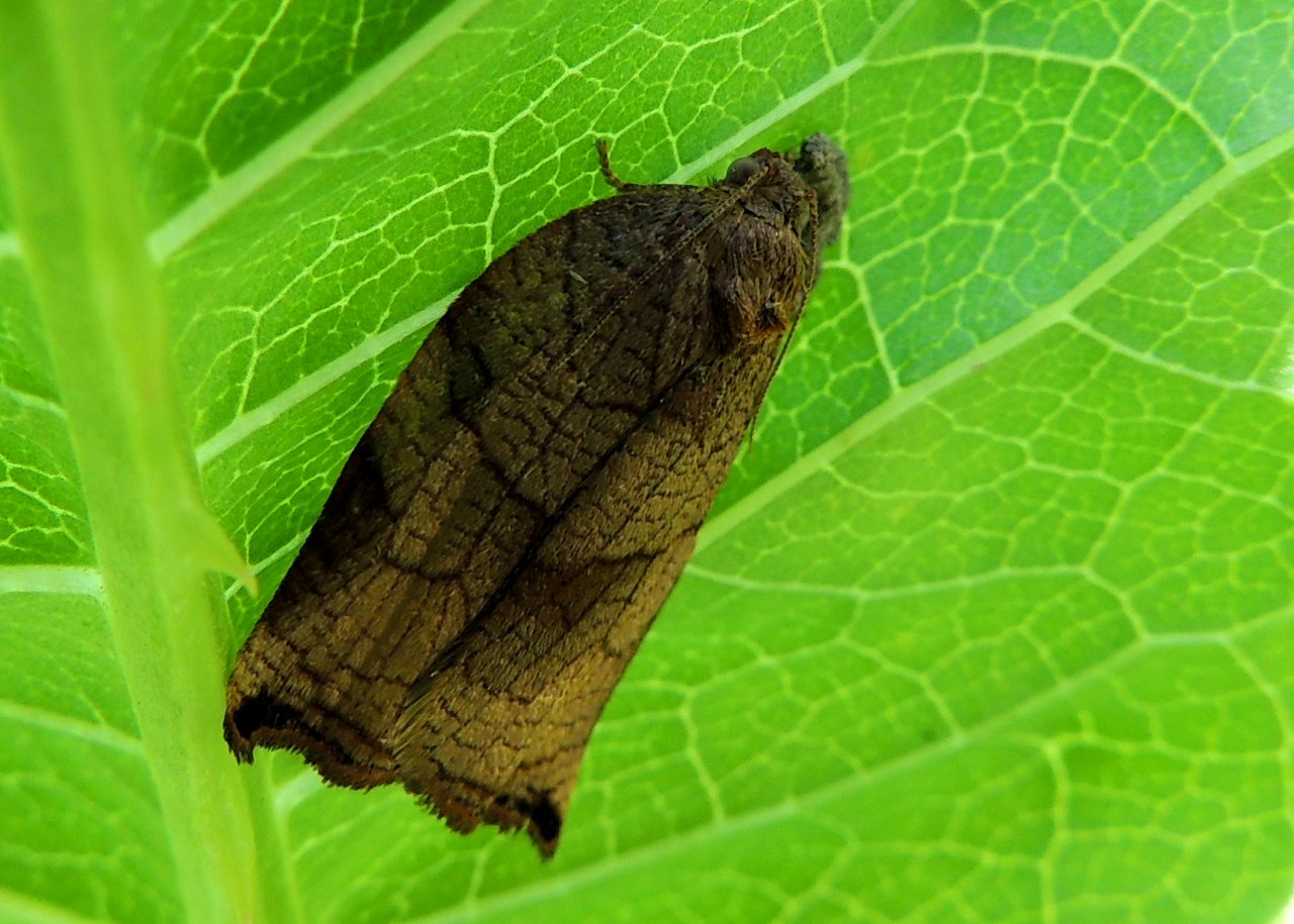 ID Falena