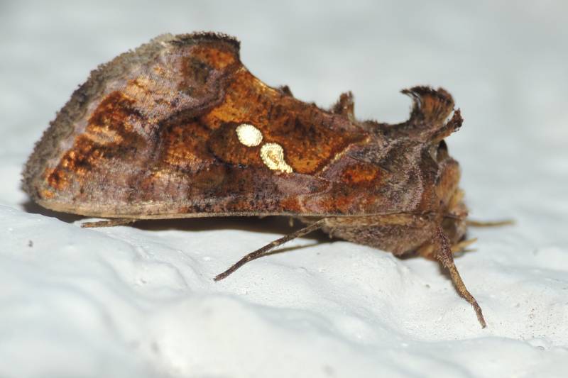 Chrysodeixis chalcites