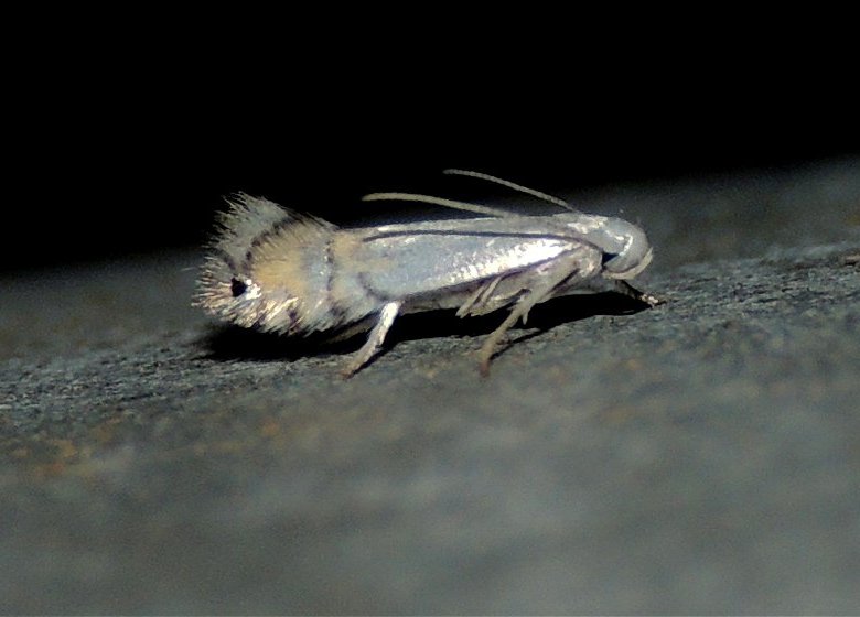 3 Gracillariidae - Phyllocnistis xenia