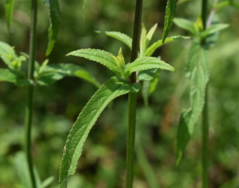 Conferma per Stachys