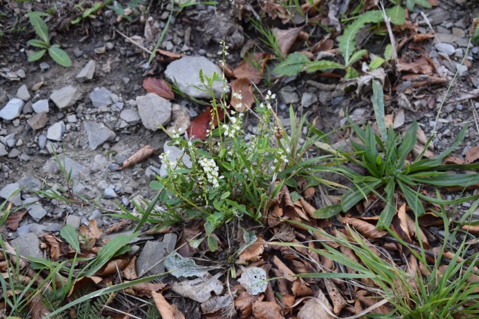 Trigonella alba  (=Melilotus albus) (Fabaceae)