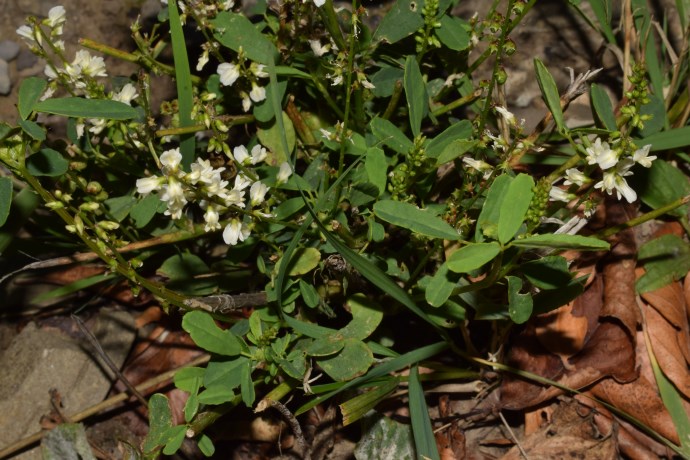 Trigonella alba  (=Melilotus albus) (Fabaceae)