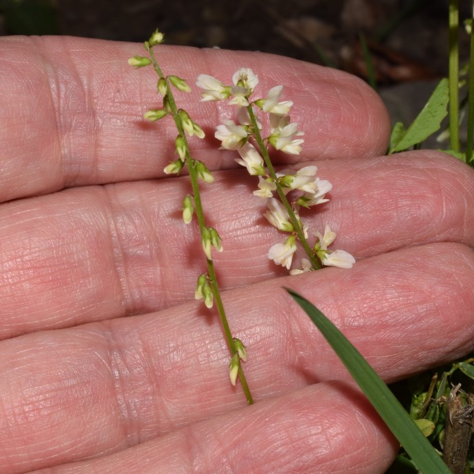 Trigonella alba  (=Melilotus albus) (Fabaceae)