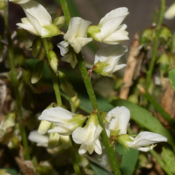 Trigonella alba  (=Melilotus albus) (Fabaceae)