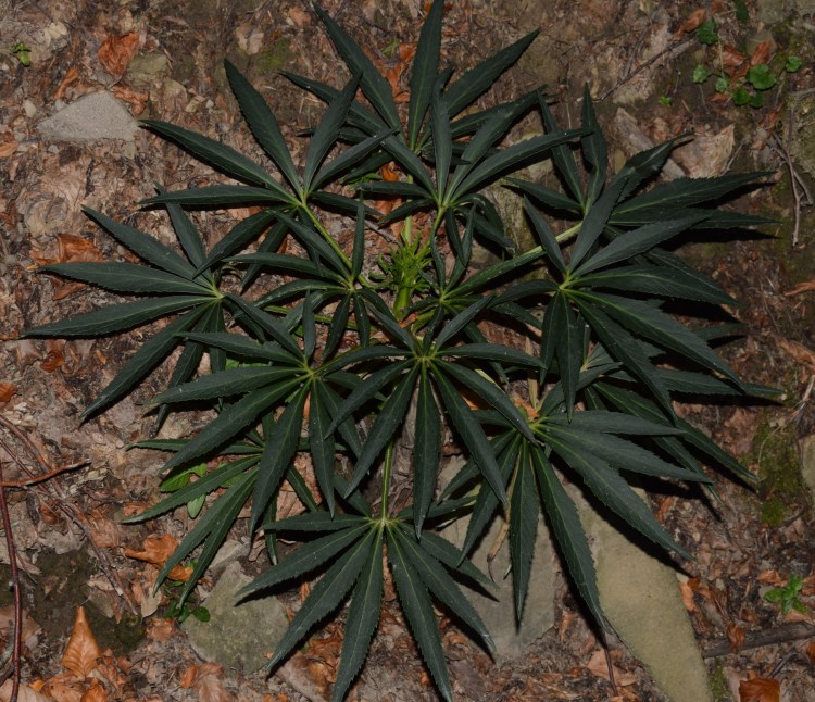 Molto comune - Helleborus foetidus