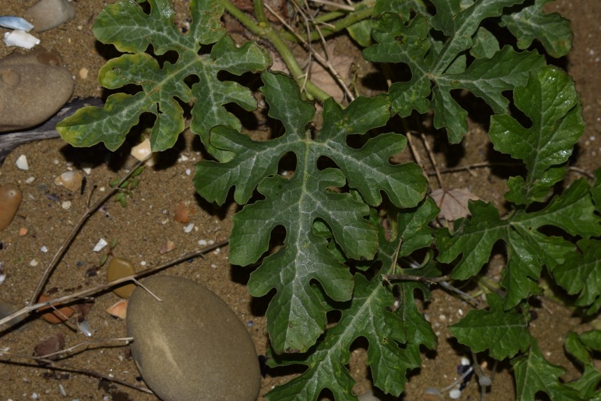 Sulla spiaggia - Citrullus lanatus