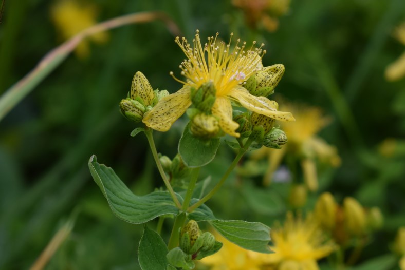 Hypericum maculatum / Erba di San Giovanni delle Alpi