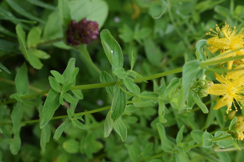 Hypericum maculatum / Erba di San Giovanni delle Alpi