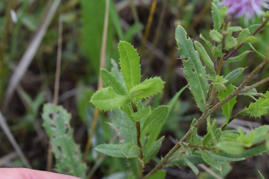 Cirsium arvense (Asteraceae)