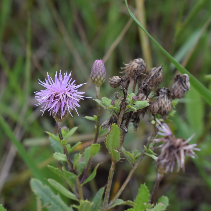 Cirsium arvense (Asteraceae)