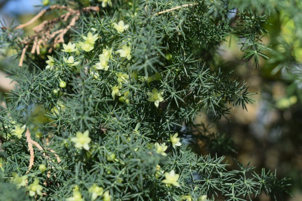 Piccoli fiori gialli - Asparagus acutifolius