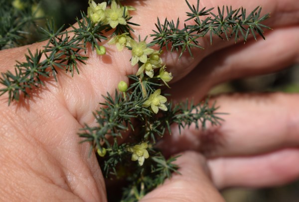 Piccoli fiori gialli - Asparagus acutifolius