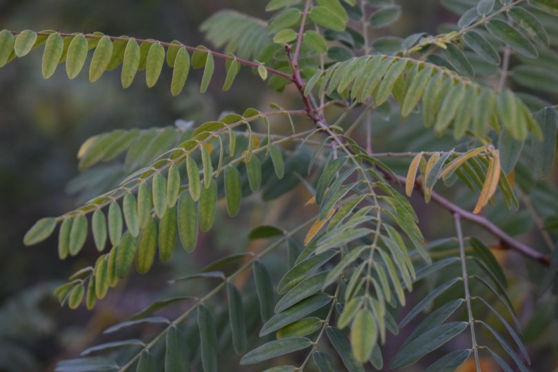 Amorpha fruticosa
