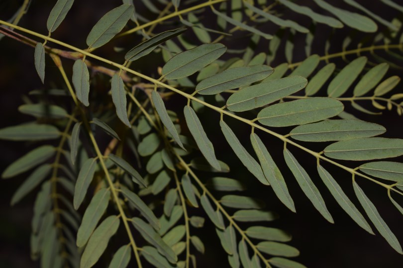 Amorpha fruticosa