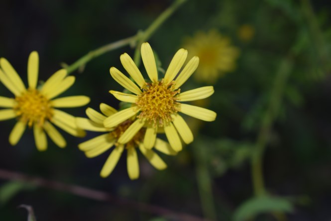 Jacobaea erucifolia