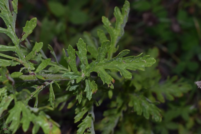 Jacobaea erucifolia