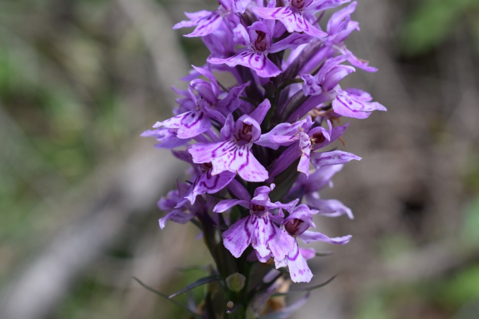 Dactylorhiza fuchsii