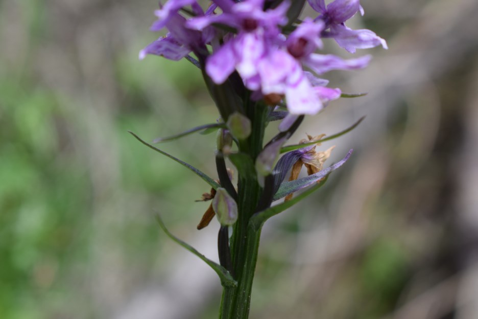 Dactylorhiza fuchsii