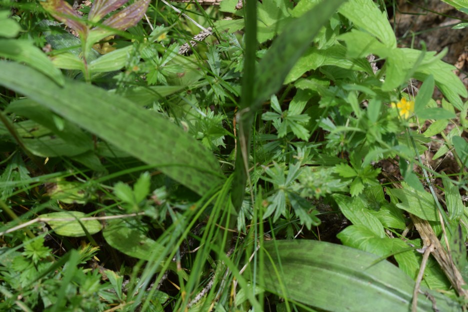 Dactylorhiza fuchsii