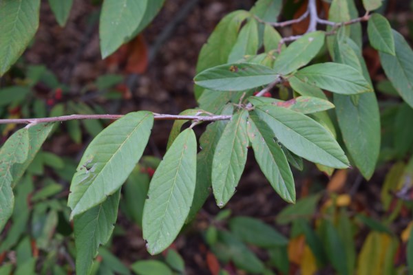 Cotoneaster salicifolius