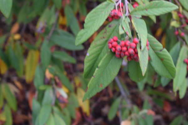 Cotoneaster salicifolius