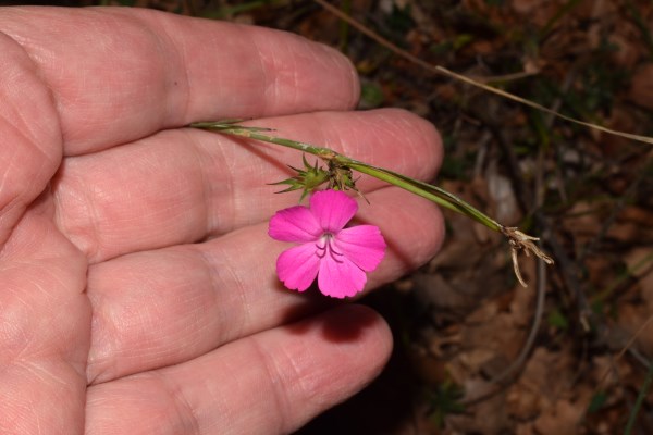 Dianthus balbisii