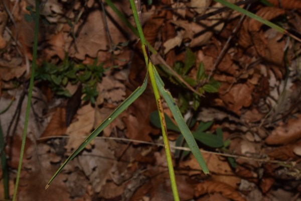 Dianthus balbisii