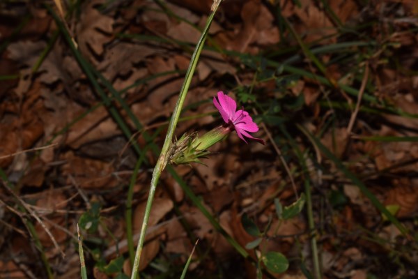 Dianthus balbisii