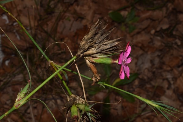 Dianthus balbisii